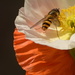 Poppies and hoverfly by ziggy77