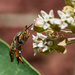 Name that Bug #1 by gardencat