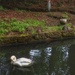 Swan, Ducks and Heron by mattjcuk