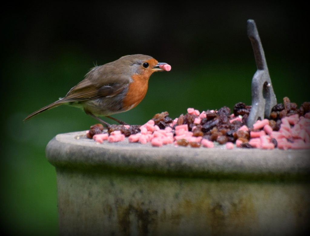 Suet pellets are very tasty by rosiekind