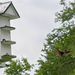 Purple Martins And A Wasp