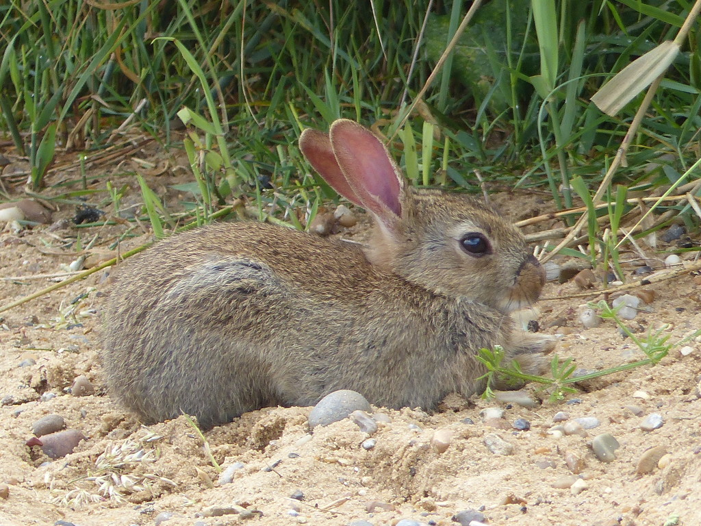  Bunny at Minsmere  by susiemc