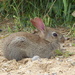  Bunny at Minsmere  by susiemc