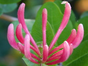 5th Jul 2016 - Honeysuckle