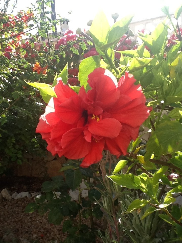 Double hibiscus by chimfa