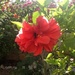 Double hibiscus by chimfa
