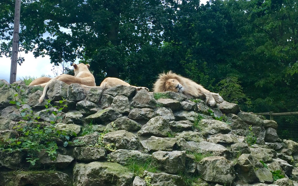 Sleeping Lions  by emma1231