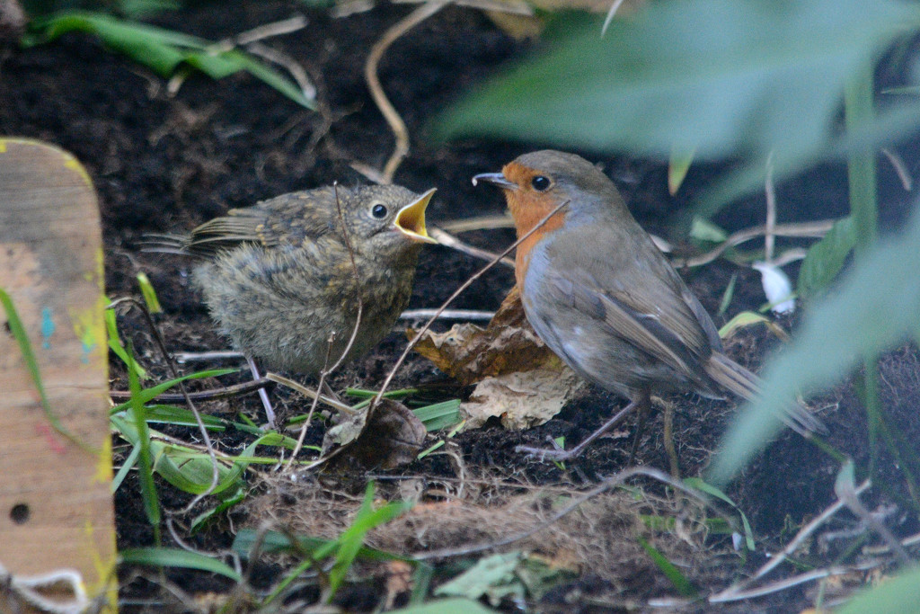 Robins by richardcreese