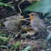 Robins by richardcreese