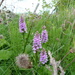 Wild orchids  by shirleybankfarm