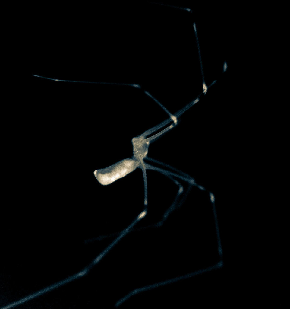 03/07/16 X-Ray spider... by m2016