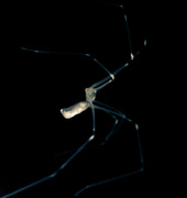 3rd Jul 2016 - 03/07/16 X-Ray spider...