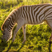 Zebra by seacreature