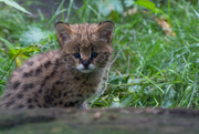 5th Jul 2016 - Serval Kitten
