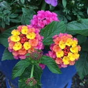 2nd Jul 2016 - Ande's Potted Flowers