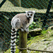 Ring-tailed lemur by elisasaeter