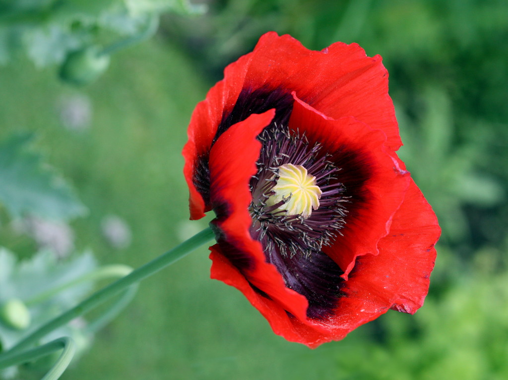 Poppy Red by phil_howcroft