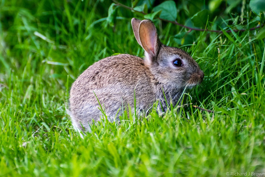 Baby Bunny by rjb71