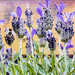 2016 07 05 Butterfly Lavender and Bumble Bee by pamknowler