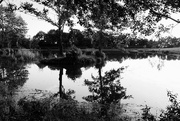 5th Jul 2016 - OCOLOY Day 187: Reflections in the Village Pond