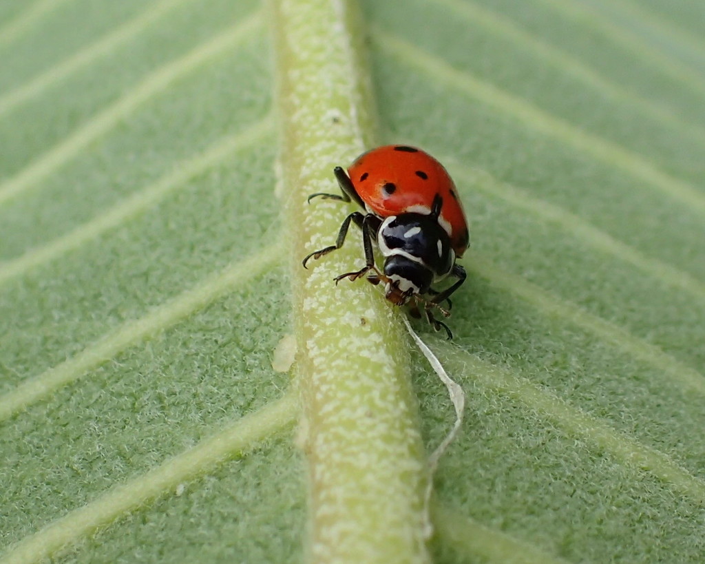 Ladybug, Ladybug by cjwhite
