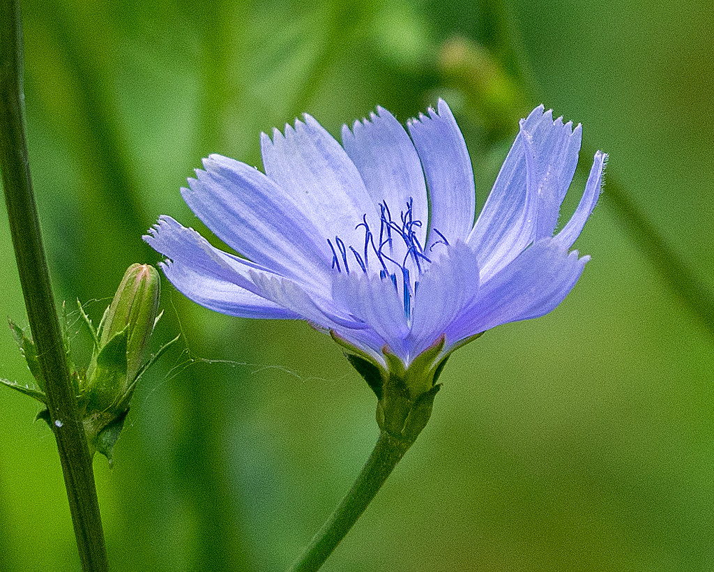 Chicory  by rminer