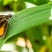 Orange Skipper Butterfly by rminer