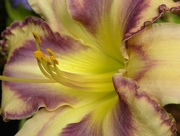 27th Jul 2014 - Another Daylily