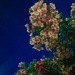 Oleander by night by cocobella