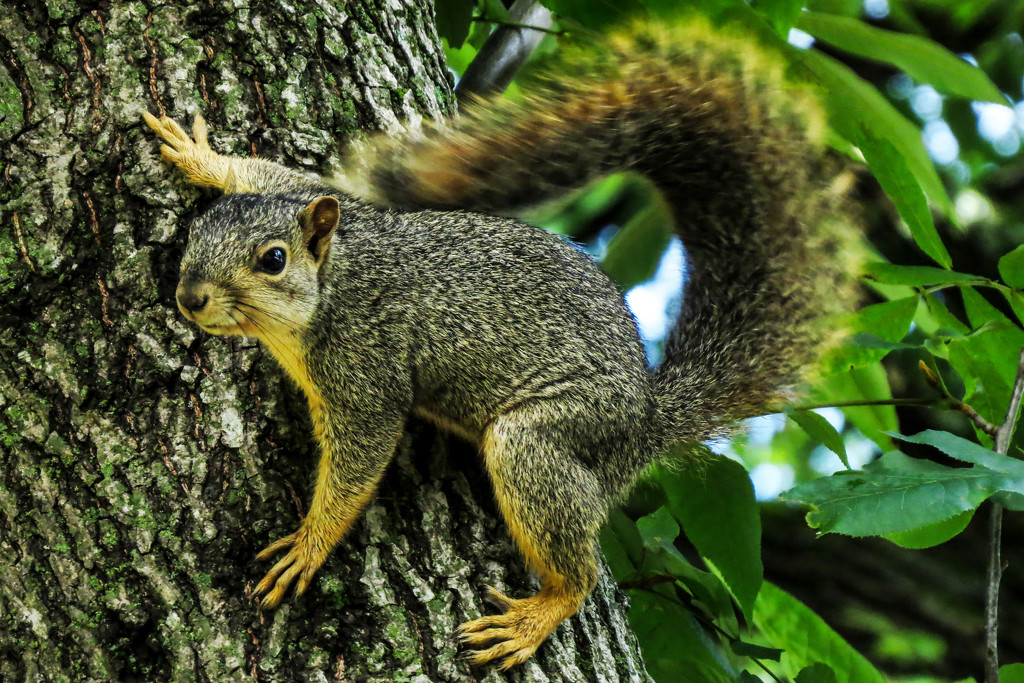 One Nervous Squirrel by milaniet