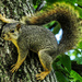 One Nervous Squirrel by milaniet