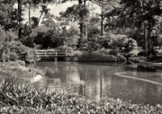 22nd Jun 2016 - Japanese Garden, Houston
