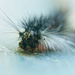 Fuzzy catapillar by dianen