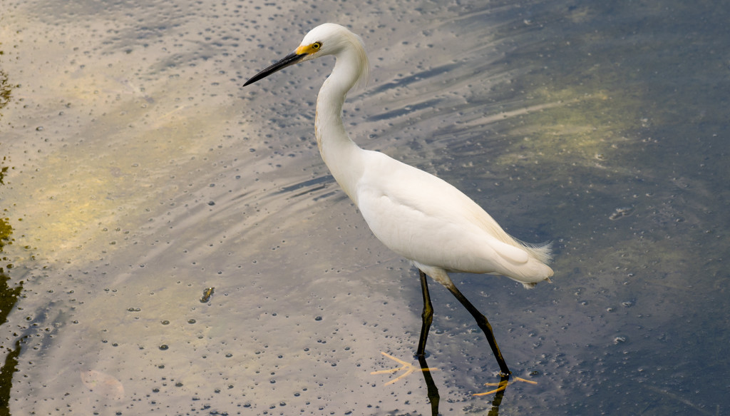 Snowy Egret, Fishing in the River! by rickster549
