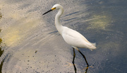 5th Jul 2016 - Snowy Egret, Fishing in the River!