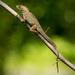 Lizard Hanging Out! by rickster549