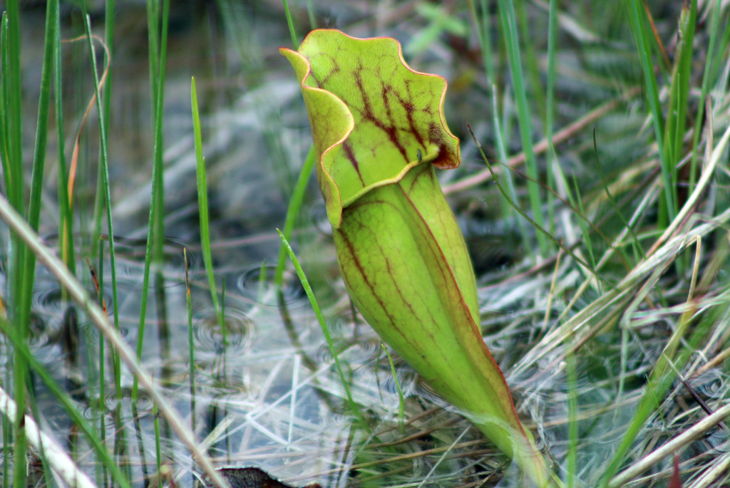 Northern Pitcher Plant by gaylewood