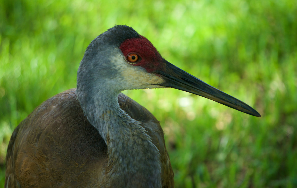 Portrait of a sandhill crane by eudora