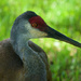 Portrait of a sandhill crane by eudora