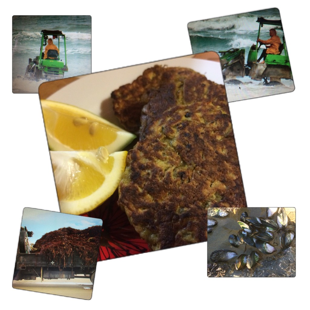 From mussel spat collection to fritters by Dawn