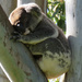 sleeping tight by koalagardens