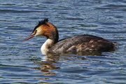 6th Jul 2016 - GREAT CRESTED GREBE
