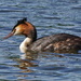 GREAT CRESTED GREBE by markp