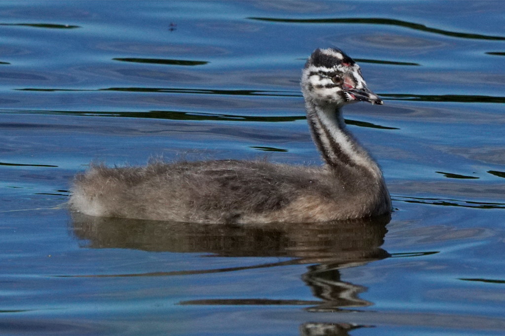 GREAT CRESTED GREBE CHICK by markp