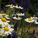 daisies, and lavender by ianmetcalfe