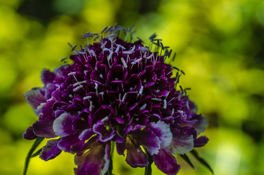 Scabious by tonygig