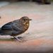 Frightened little blackbird by rosiekind