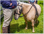 6th Jul 2016 - Miniature Shetland Pony