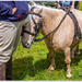Miniature Shetland Pony by carolmw