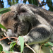 dinner on the fly by koalagardens